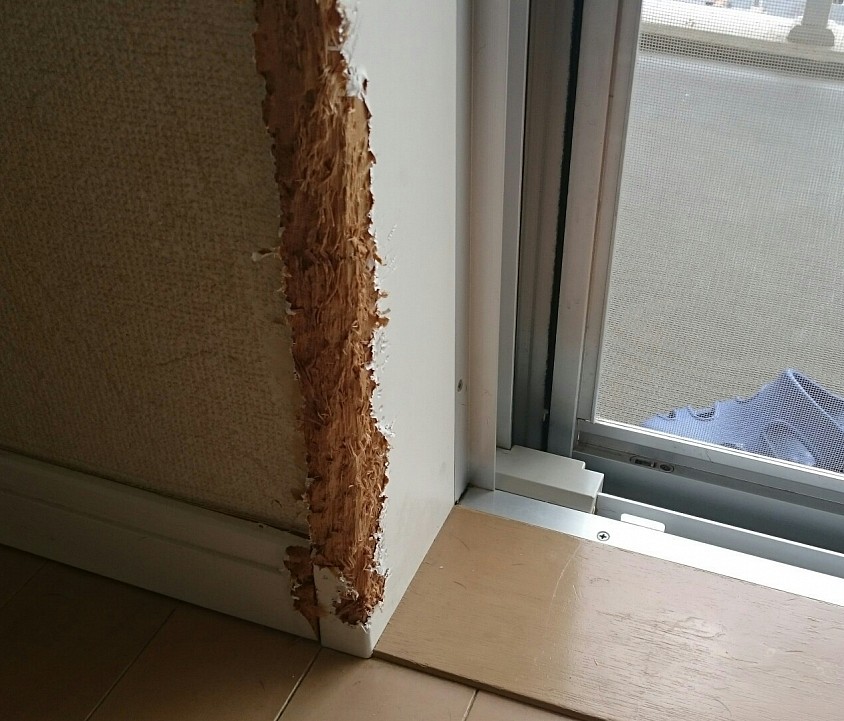 フリーで飼われていて、部屋じゅうあちこち噛まれて噛み傷多数、数え切れない場合、現地お見積りから承ります。ひとつひとつ傷を正確に確認して、1箇所単価を下げてお見積りいたします。