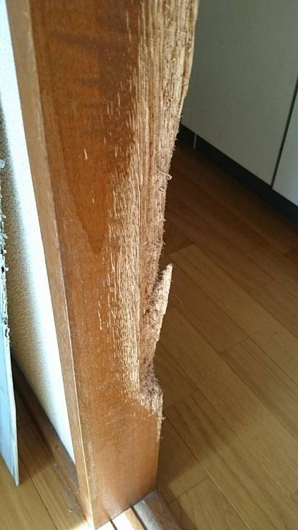 横浜から関東全域対応いたします。家の柱や枠、木部の引っ掻きキズ補修料金 (技術料金＋材料費)キズ凹み1箇所 ・10cm以内 36,000円から ・15cm以内 45,000円から ・15cm〜20cm以上のやや大きな破損はLINEお見積り後、現地確認となります。部屋じゅうに噛みキズ多数の場合は1箇所単価を下げて、さらに合計金額からもお値引きいたします。最近のペットによる施工事例│横浜市緑区の犬がかじった柱の修理 │横浜市青葉区の猫と犬につけられた家の木の部分、大黒柱の修復、敷居と玄関框補修 │横浜市港北区のうさぎが噛んだ跡がついたクローゼット賃貸マンションの修繕 │横浜市都筑区の柴犬の子犬にガリガリにされた扉修理業者探し │横浜市保土ヶ谷西谷、戸建て賃貸空き家、猫の爪で引っ掛かれたボロボロの柱のささくれ補修 │横浜市旭区二俣川、アパートの退去前にうさぎにかじりつかれ、噛みつかれた柱と巾木を直したい │横浜市瀬谷区にて外から侵入したネズミにかじられた部屋の被害 │横浜市中区より子犬、ワンちゃんたちのおしっこあとフローリング染み変色補修 │横浜市西区のケージから脱走したゴールデンハムスターによるかじった壁穴と壁紙、噛みちぎったドアの木目シートの剥がれ修理 │横浜市南区蒔田の犬の尿でフローリングと敷居の剥がれと膨らみ │横浜市港南区上大岡、パグ、シーズーが噛み跡がついた柱の修復 │横浜市栄区の売却物件、デグー、フェレットの噛み傷直し │横浜市金沢区能見台マンション、インコによる部屋の建材の破損部分を修復 │横浜市磯子区、杉田の施設、うさぎに噛みつかれた傷を修理修正 │横浜市泉区の小動物たちにかじられてえぐれた家具、椅子の脚の修復 │横浜市保土ヶ谷区の犬や猫のいたずらでビリビリに剥がされた壁紙を直したい │横浜市鶴見区ペット不可のアパートなので猫にやられた爪研ぎ跡の補修