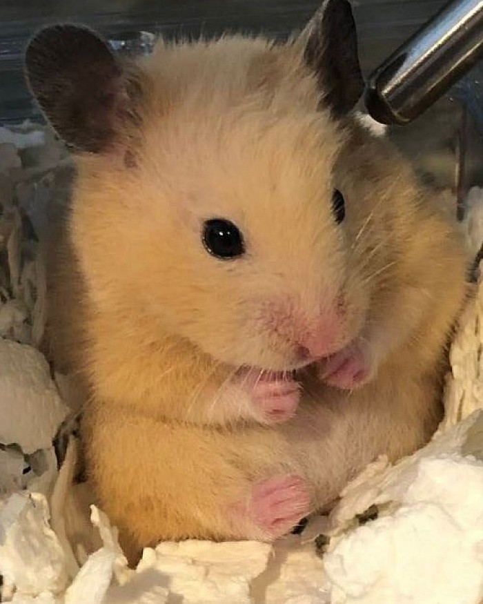 はむちゃん
