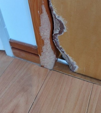 お留守番中に子犬に噛まれてしまいました。